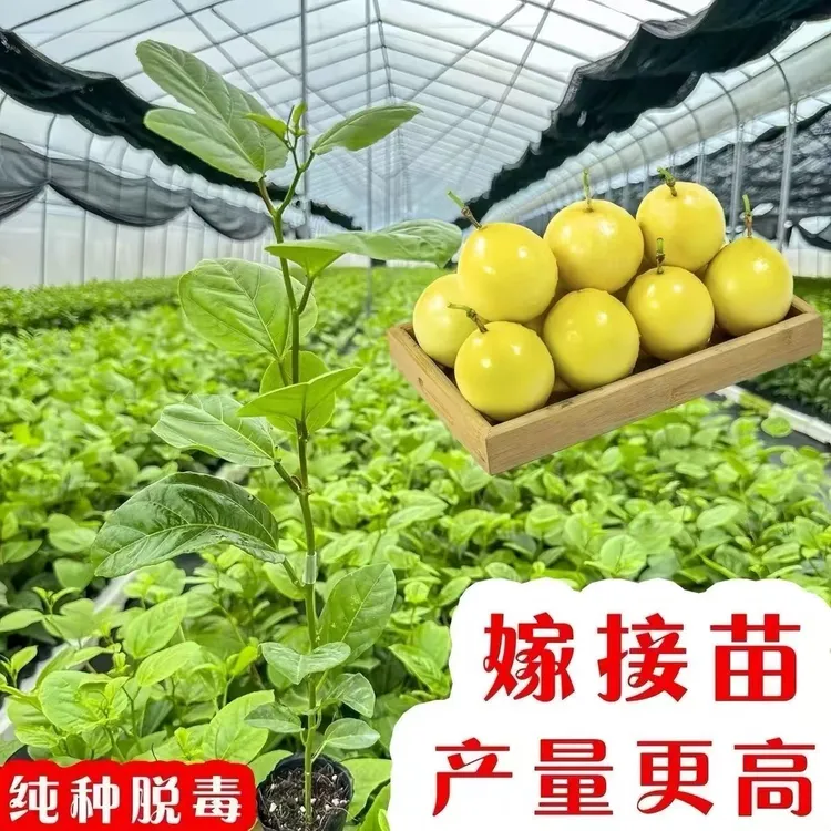 花园植物钦9黄金嫁接苗四季种植阳台庭院爬藤带土带叶