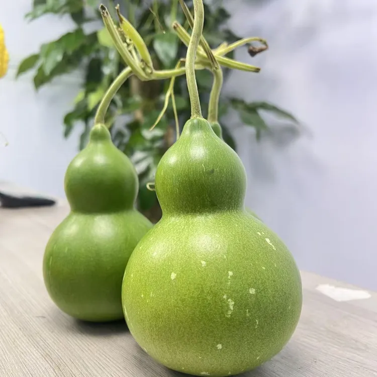 翡翠绿宝石葫芦天然鲜果摆件观赏绿植桌面福禄送礼佳品