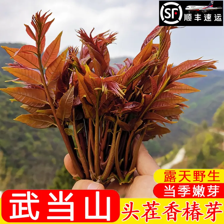 武当山头茬香椿芽露天野生新鲜红油香椿头嫩芽叶当季蔬菜顺丰包邮