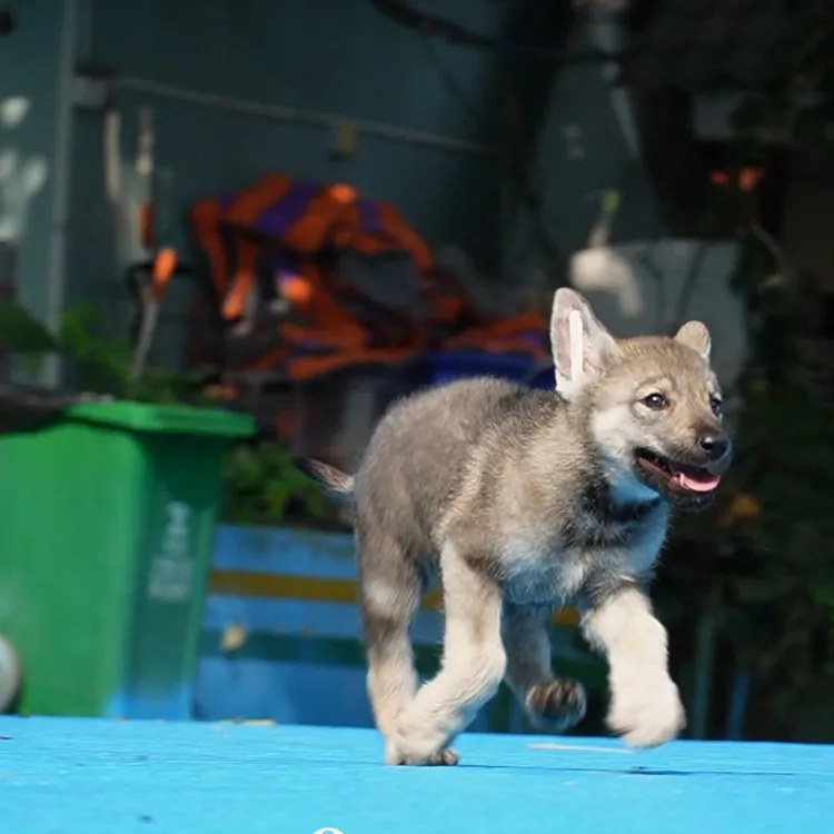 1002拍摄4号带CKU出生纸芯片捷克狼犬弟弟①10.16