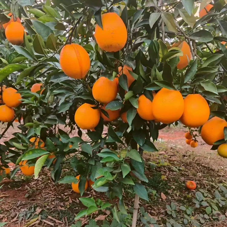 富川脐橙10斤装广西新鲜水果当季现摘现发榨汁脐橙孕妇水果礼盒装