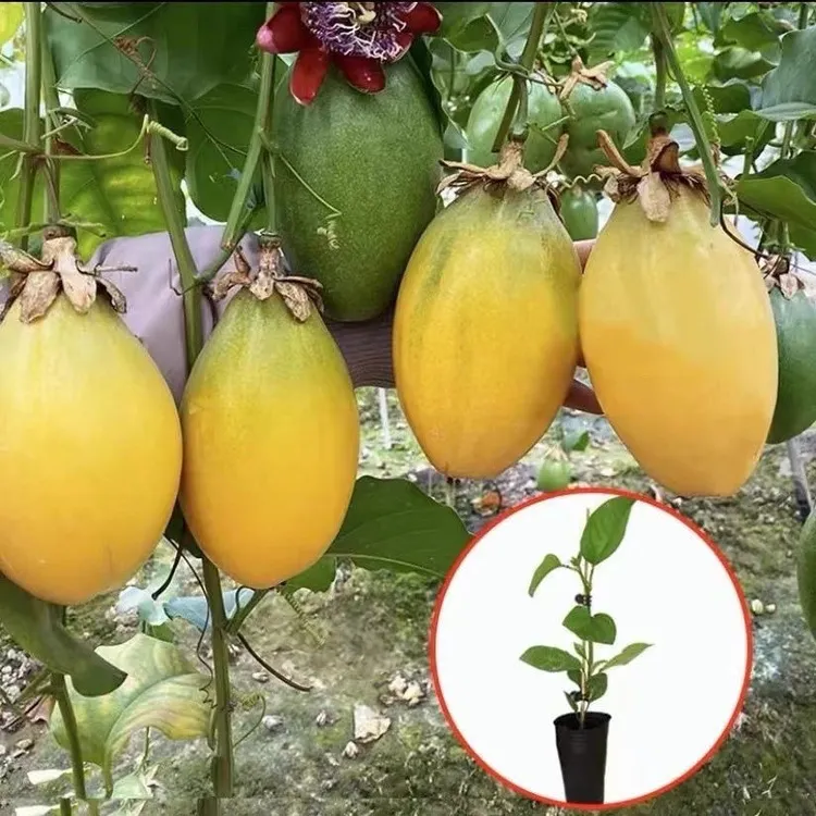 香蜜百香果百香果蜂蜜味纯甜（一斤重）盆栽地栽爬藤物水果果树苗
