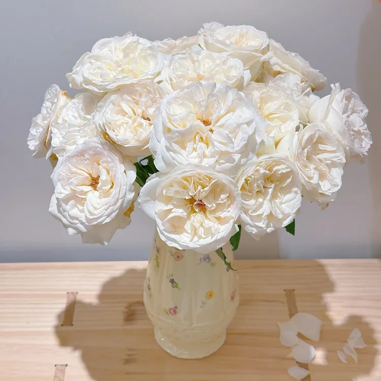 【藏花的房间】超高品质玫瑰 超稀有玫瑰 贝拉 高档插花顺丰