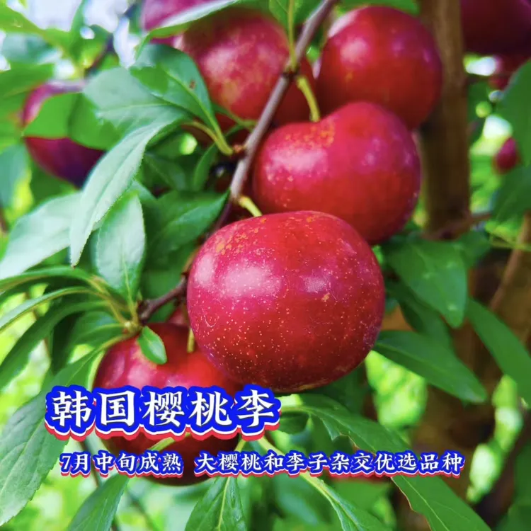 樱桃李树苗/红肉李果树苗/李子苗/果苗/李子树苗/韩国樱桃李