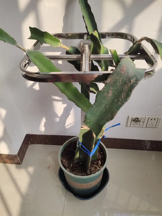火龙果支架不锈钢种植专用架支撑架子花架盆栽地栽火龙果苗顶圈