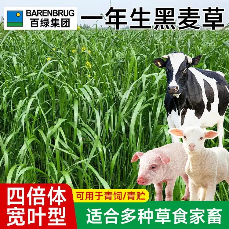 百绿特高宽叶四倍体黑麦草种子 高产型 美国百绿进口 牧草种子