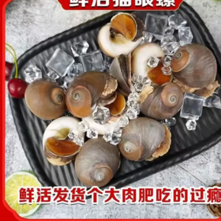 【顺丰】新鲜海捕大个猫眼螺每斤6-12个（鲜活发货到家包鲜不包活）