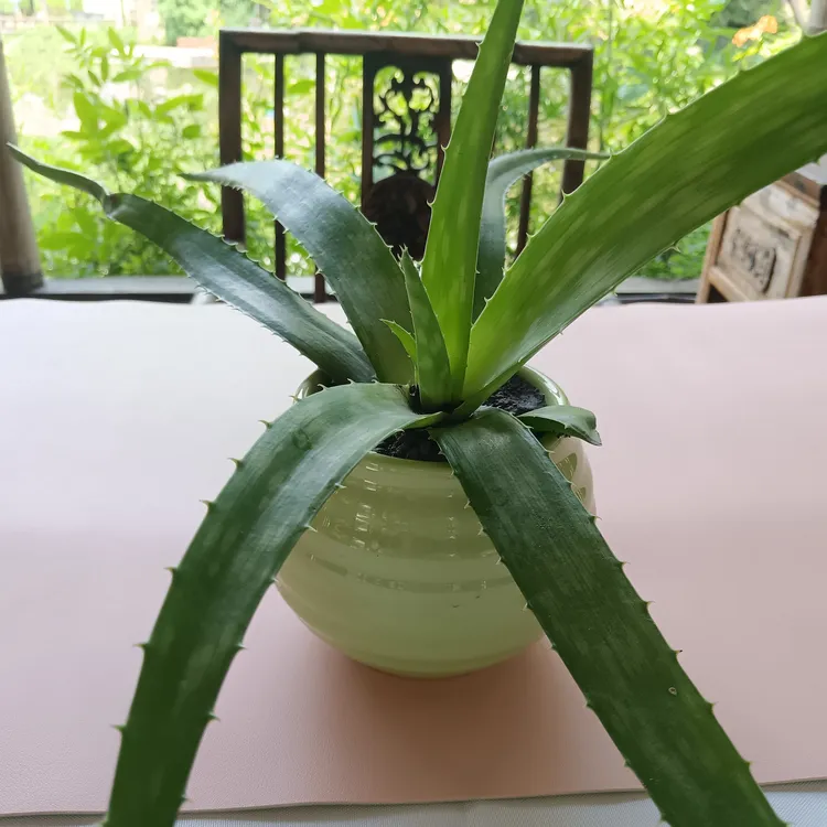 芦荟四季常青摆件（不带盆）