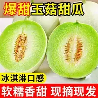 山东正宗玉菇甜瓜软糯香甜产地果园现摘