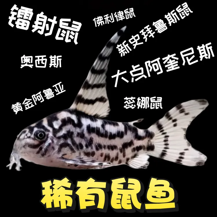 南美稀有鼠鱼合集阿奎蕊娜镭射青蜂侠斑点鼠