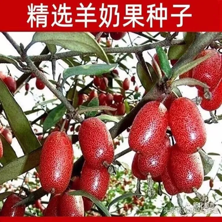 羊奶果种子四季播种阳台盆栽小院种植高产水果羊奶子果树种子