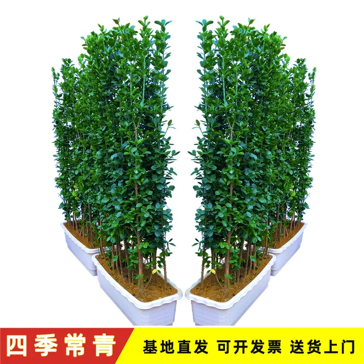 四季常青绿篱北海道黄杨冬青树苗篱笆墙围墙别墅庭院
