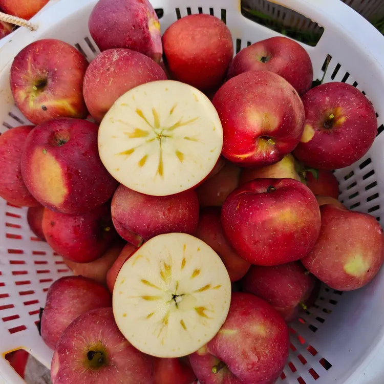 大凉山盐源糖心丑苹果产地直发现摘现发