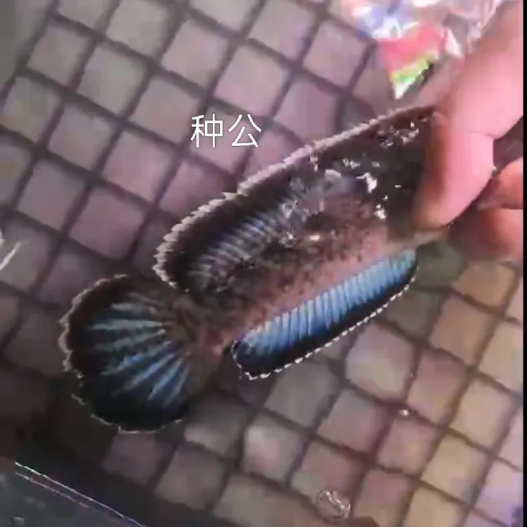 3-4cm钴蓝雷龙鱼苗