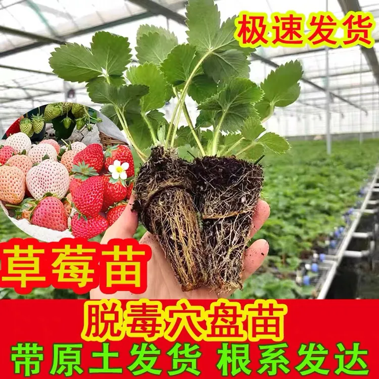 【新品穴盘苗】草莓苗奶油水果盆栽地栽苗四季开花结果室内室外花卉