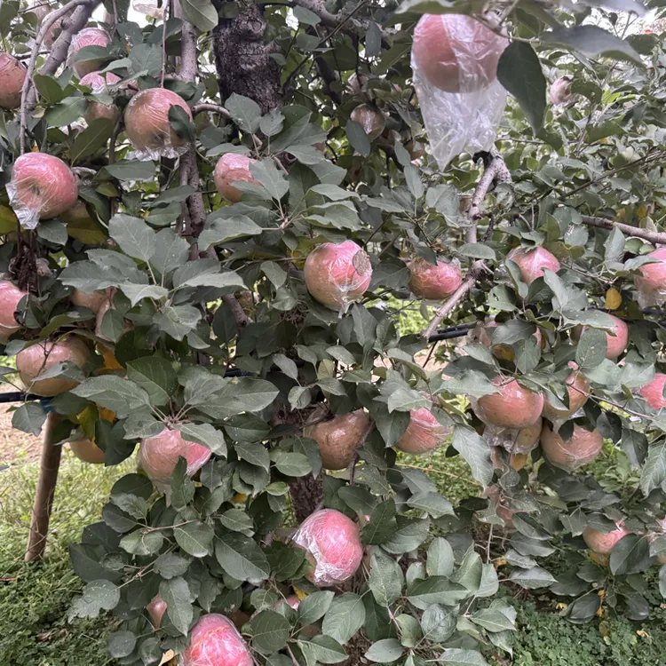 福利爆皮大裂果绿色食品认证脆甜可口现摘现发