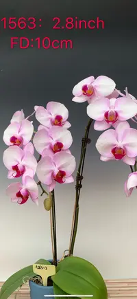 ch1563特级蝴蝶兰花苗新品3.0寸