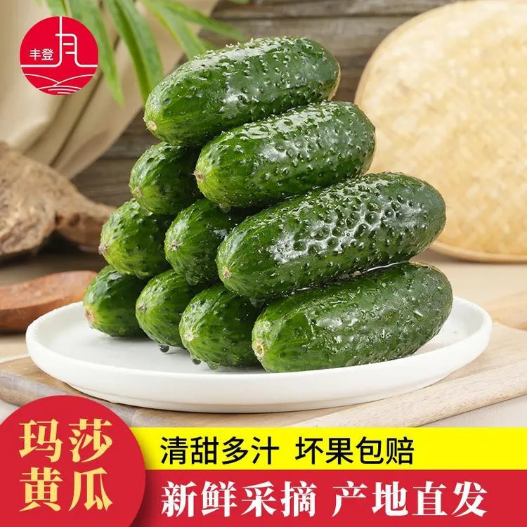 A山东新鲜玛莎水果黄瓜3/5斤现摘小黄瓜脆嫩美味产地直发商品图