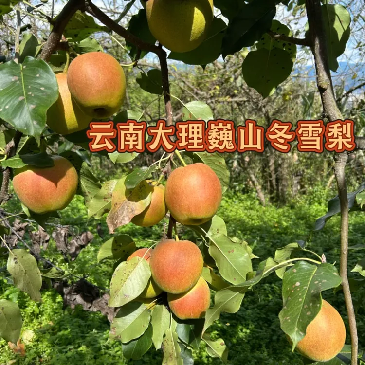 云南大理巍山冬雪梨应季新鲜水果现摘现发可批发