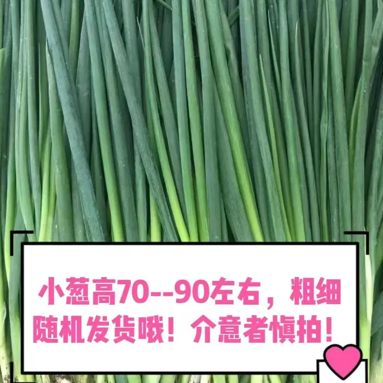 新鲜东北小葱可用于蘸酱食用