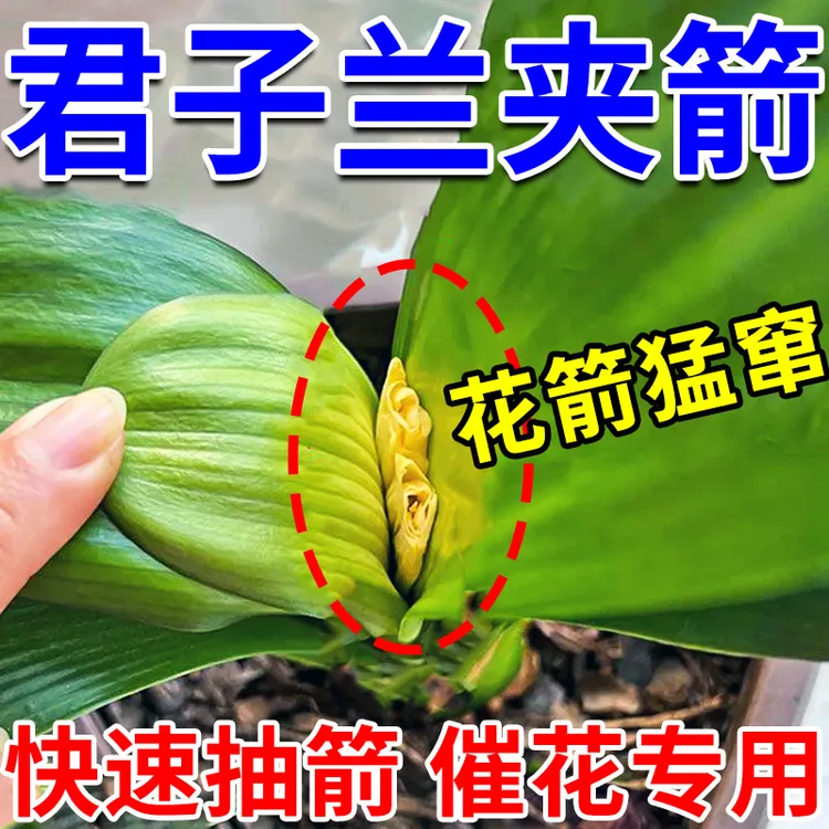君子兰催箭剂专用防夹箭黄叶烂根促开花生根免稀释不伤花营养液