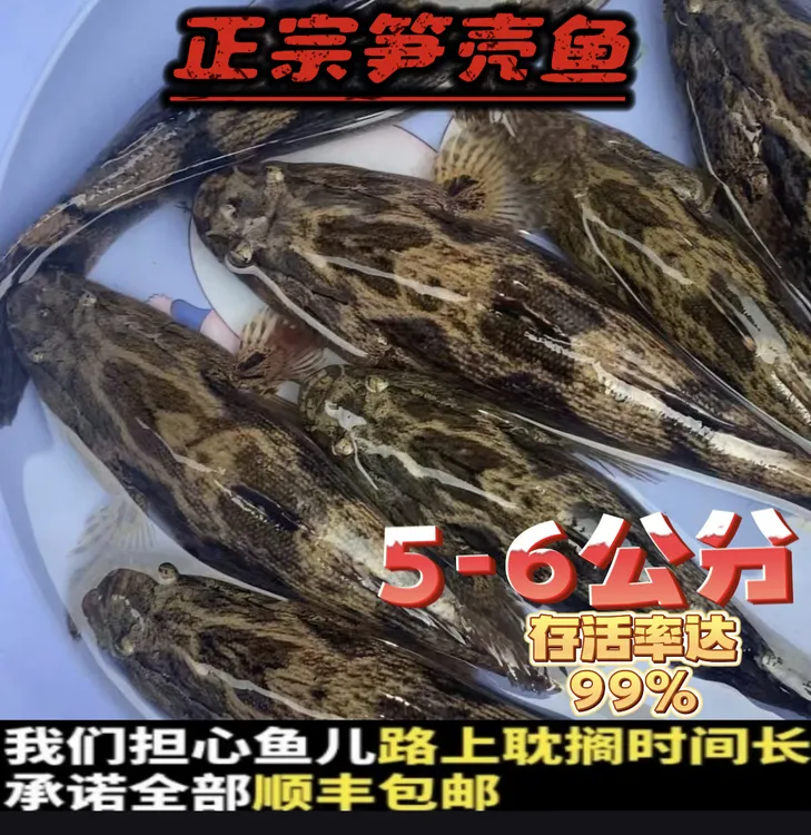 精选笋壳鱼5/7厘米淡水鳢鱼云斑尖塘鳢笋壳鱼