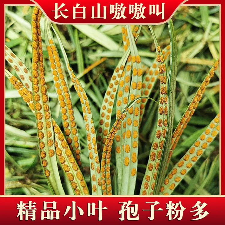 长白山嗷嗷叫 深山小草黄金茶 精选小叶孢子多 东北石草茶 配枸杞