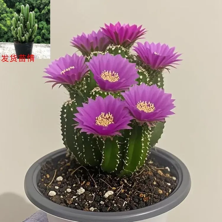 新品仙人掌山耐寒四季好养盆栽办公室内外多肉绿植植物办公室多肉
