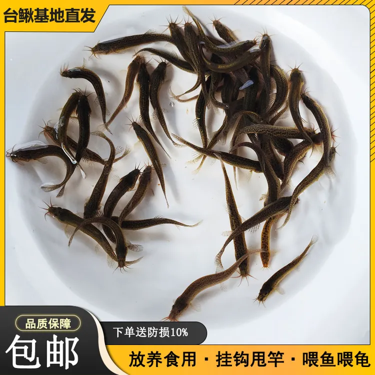 台湾泥鳅活体喂乌龟喂鱼翘嘴鲈鱼黑鱼饵料活鱼打窝放养小朋友娱乐