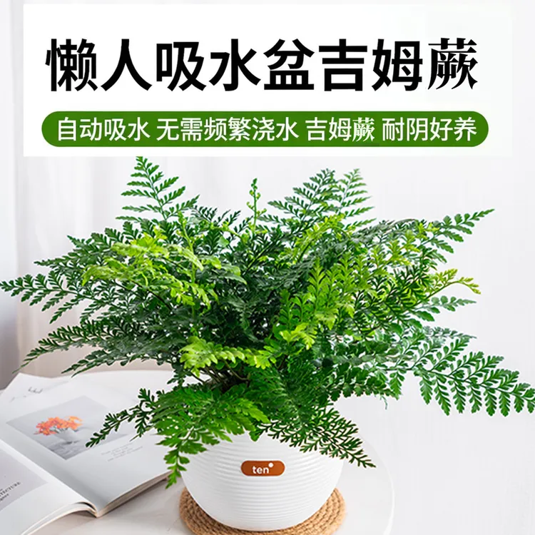 吉姆蕨网红植物卧室盆栽绿植室内净化空气水培蕨类观叶好养盆栽花商品图