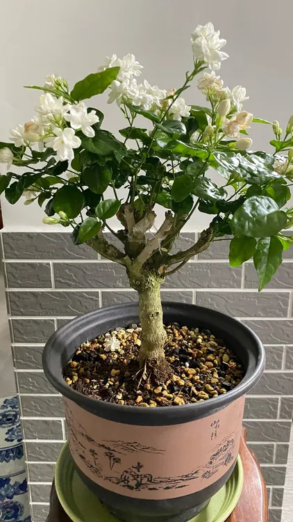 浓香型单杆老桩重瓣茉莉花三季开花好养易活
