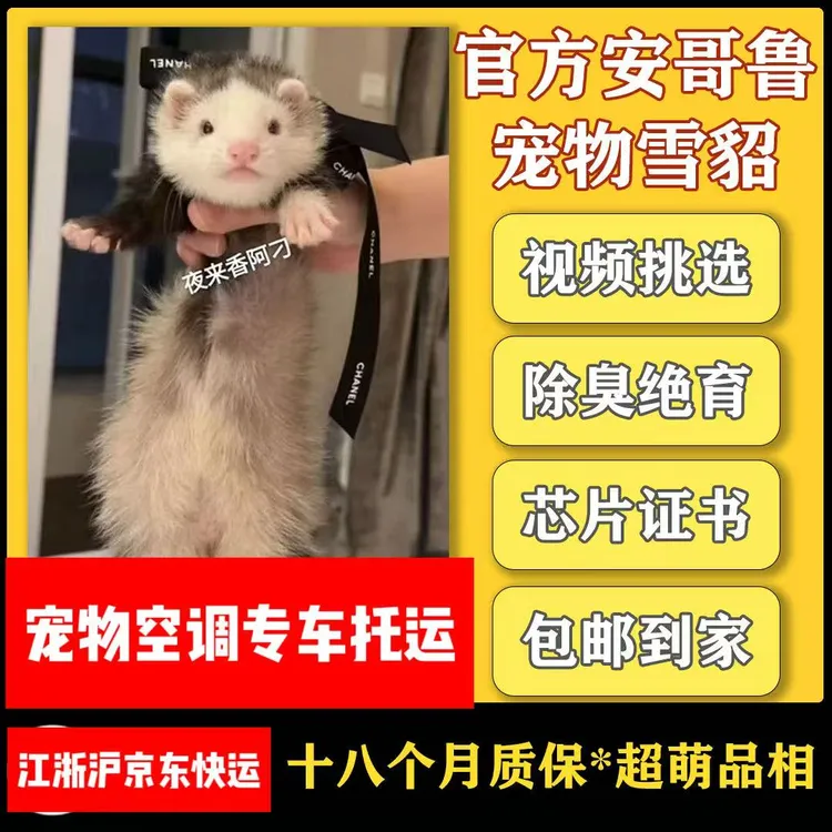 【官方正品】新奇宠物安哥鲁宠物雪貂活体幼崽