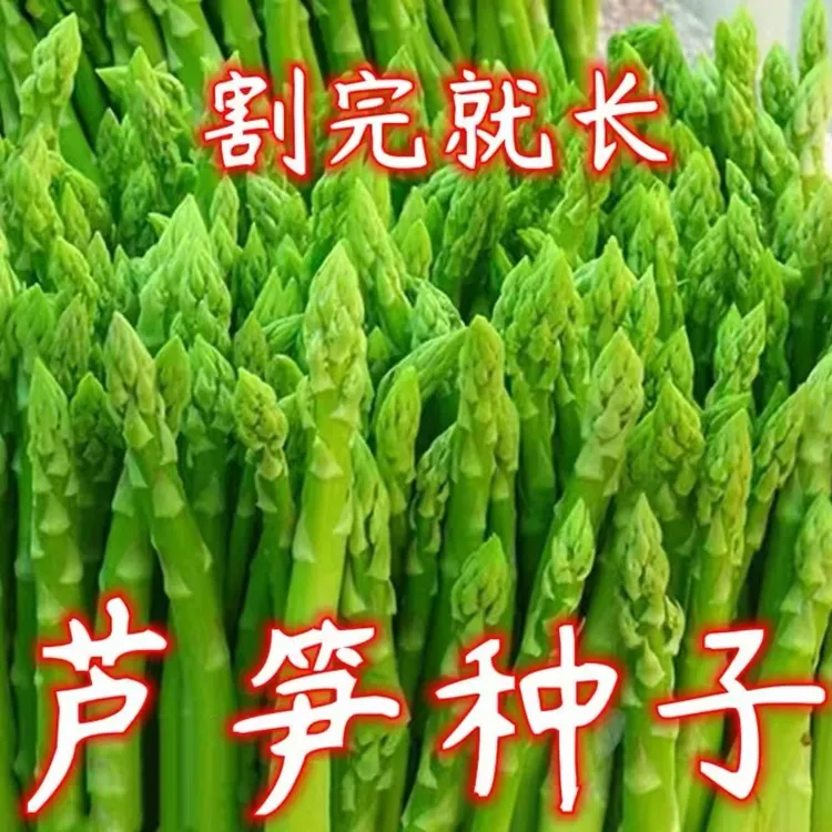 【芦笋种子】家庭阳台小院四季种植盆栽地栽易种易活商品图