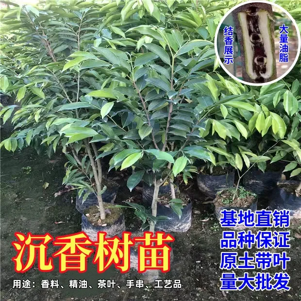 正宗沉香树苗 名贵苗木 白木香珍贵 海南沉香树苗 带土带叶发货
