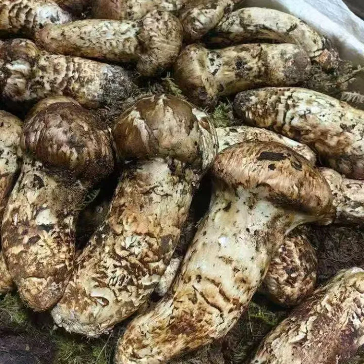 新鲜松茸洗净片装生吃煲汤选择净重350克顺丰冷链