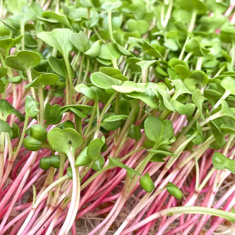 （嫩苗）东北红杆水萝卜嫩苗蘸酱菜农家种植鲜嫩芽苗菜嫩芽顺丰包邮