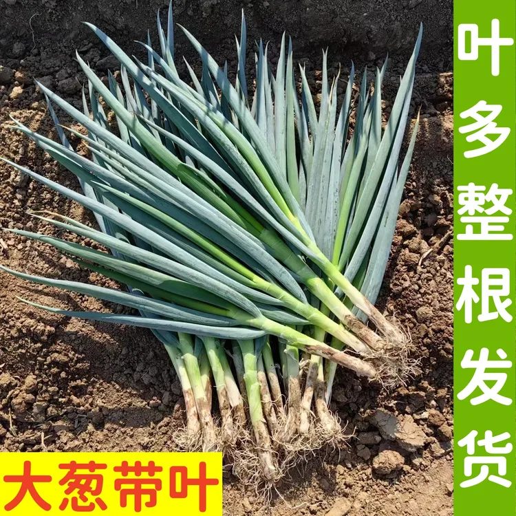 大葱带叶整棵大葱带叶完整叶子发货现挖现发新鲜发货