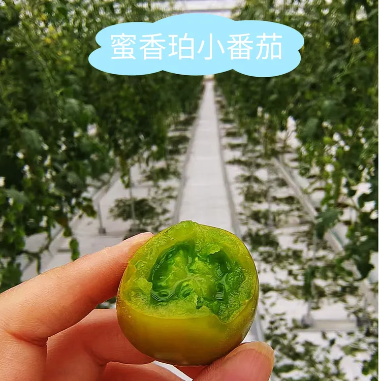 蜜香珀小番茄酸甜多汁