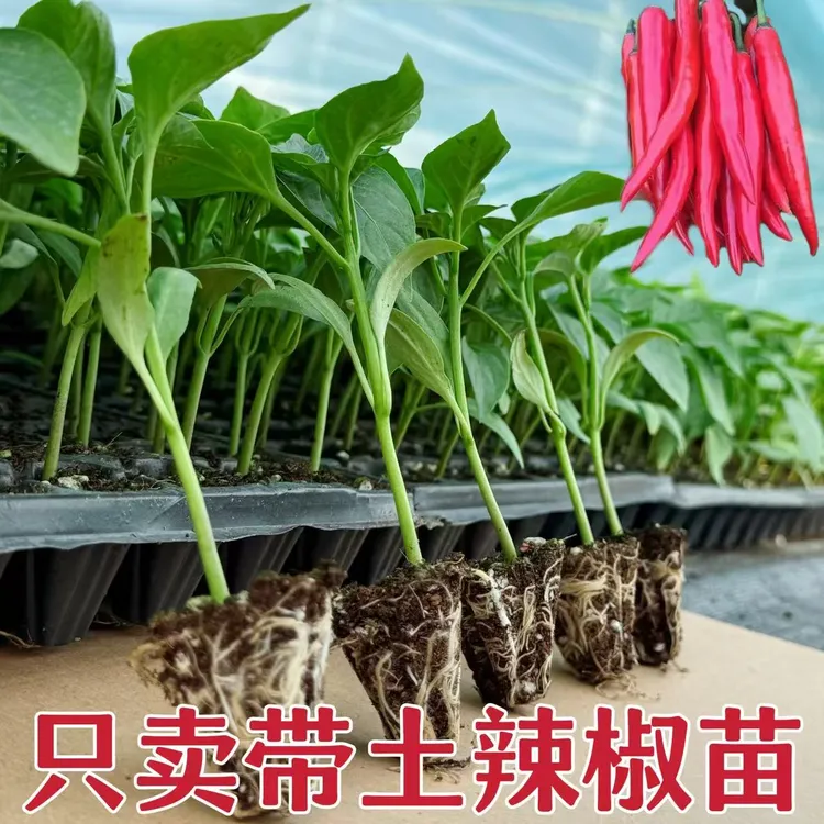 高产辣椒苗长线椒苗螺丝椒苗苗盆栽阳台四季
