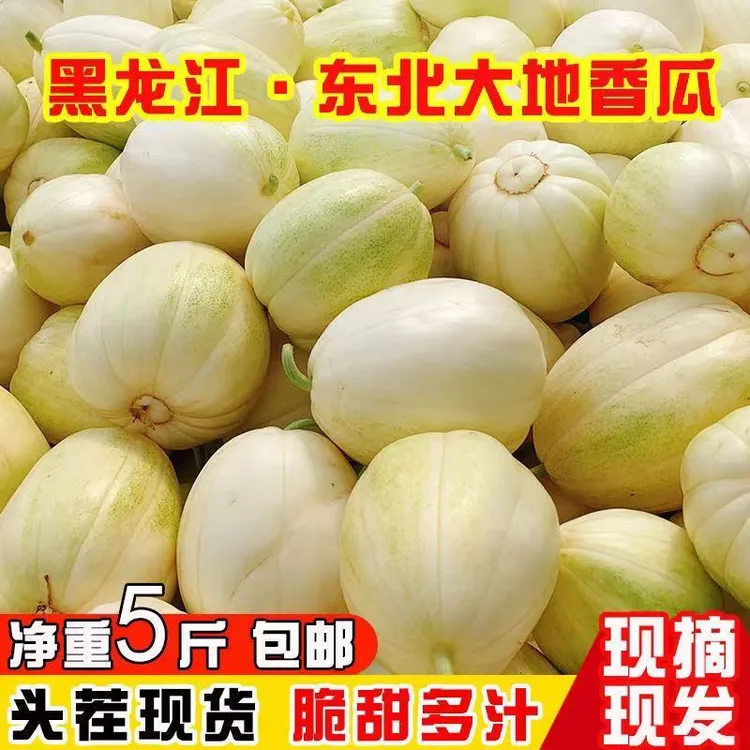 东北陆地甜香瓜新鲜采摘香甜脆爽口感正宗