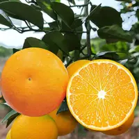 优【锦蜜】正宗麻阳高山锦蜜橙子新鲜现摘甘甜爆汁