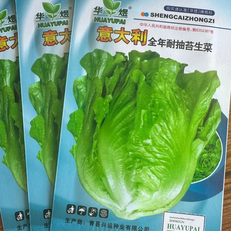 意大利罗马生菜种子 耐寒可生吃盆栽工厂直营蔬菜种子（拍2送1）