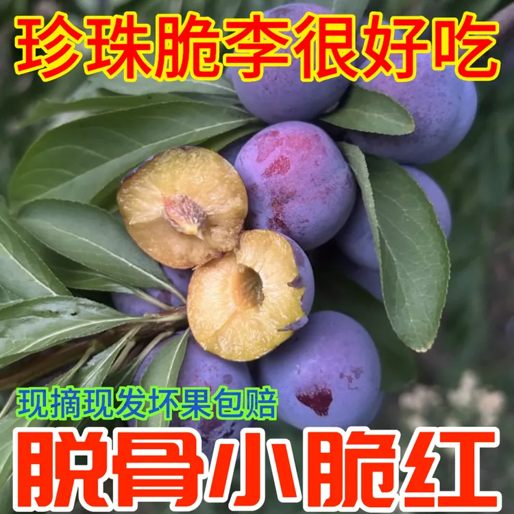 珍珠脆红李重庆小脆红现摘现发新鲜应季酸甜爽口脆红李子