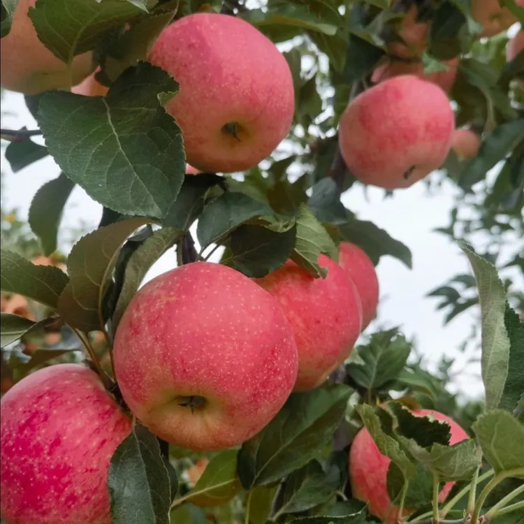 陕北山地红富士苹果脆甜多汁产地直发