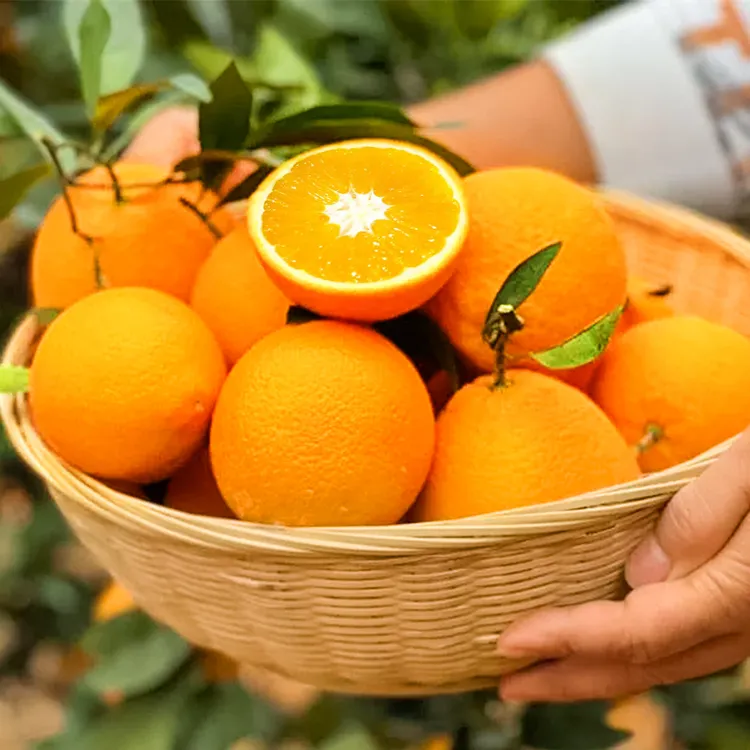 【本来果坊】湖北九月红脐橙 果冻橙 新鲜当季应季 酸甜多汁 