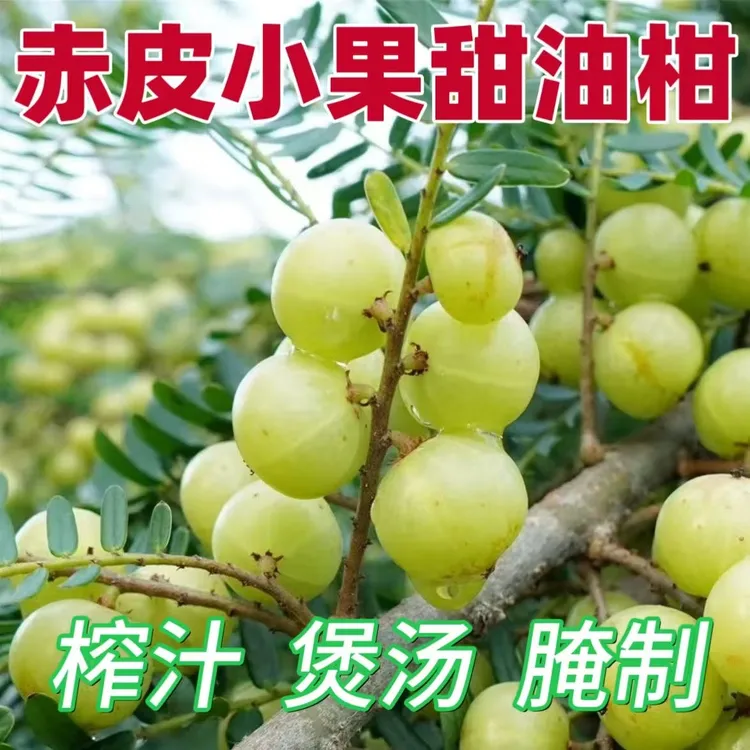 现摘新鲜油甘果余甘果牛甘果潮汕油柑酸甜解腻水果