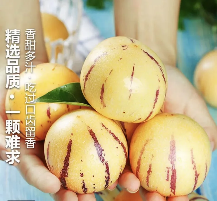 云南人参果黄肉圆果树上自然成熟清甜多汁新鲜维c网红新鲜水果