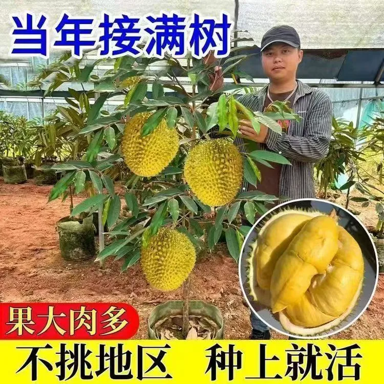 金枕盆栽榴莲耐寒南北方皆宜金枕头猫山王榴莲