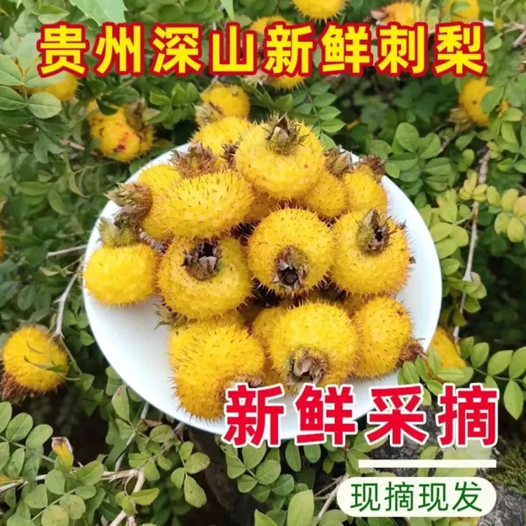 贵州野生刺梨鲜果维C王现摘现发（泡沫箱加冰袋）可吃鲜果泡酒泡水