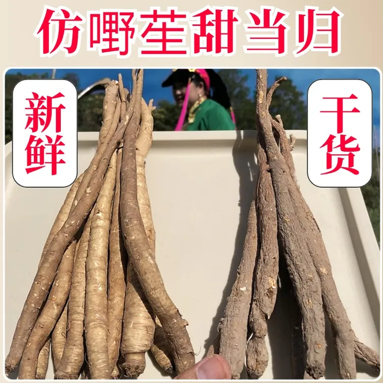 藏区高原甜当归干货土当归整根头切片炖汤比云南大凉山好
